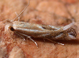 Narrow Bucculatrix